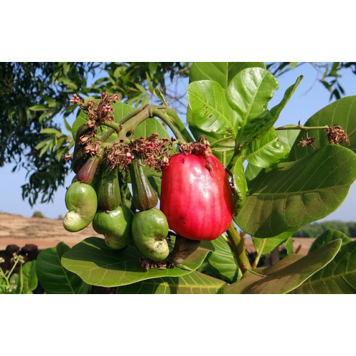 Kešu ořechy RAW BIO 1 kg