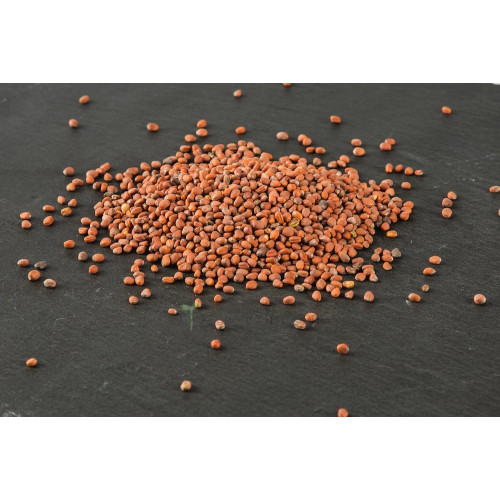 ŘEDKEV ČÍNSKÁ RŮŽOVÁ BIO - semínka ke klíčení 200g (Evropa)