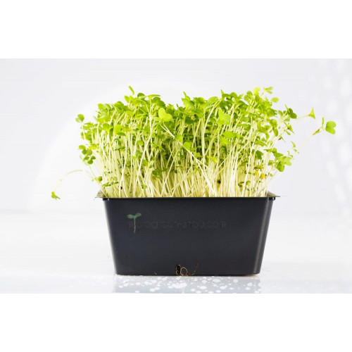 Brokolice Raab BIO - semínka ke klíčení 200g (Evropa)