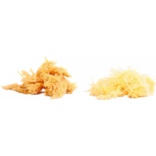 Živý kolagen - Irský mech čerstvý (nesušený) 2,5 kg RAW