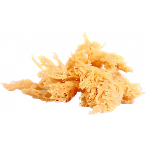 ČERSTVÝ 500G Irský mech RAW - rostlinná alternativa kolagenu