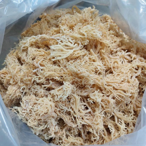 NOVINKA: prosušený 1 KG Irský mech - rostlinná alternativa kolagenu